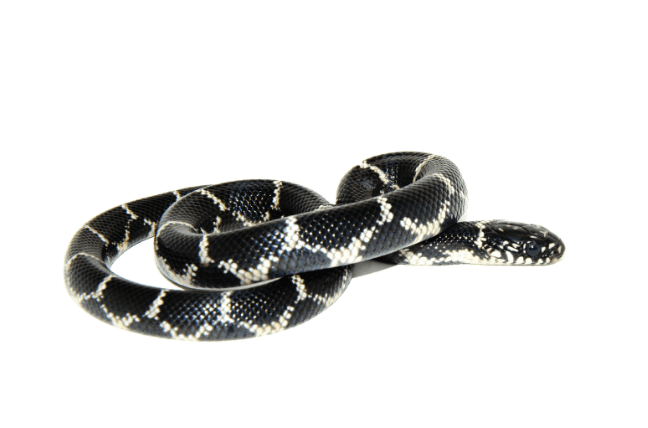 Eastern Kingsnake is black and white.